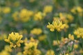 Common birdâs-foot Lotus corniculatus, sea of yellow flowers