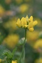 Common birdâs-foot Lotus corniculatus, yellow flowers in close-up