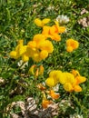 Common Bird`s Foot Trefoil Flowers