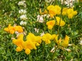 Common Bird`s Foot Trefoil Flowers