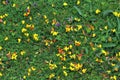 Common bird`s-foot trefoil Royalty Free Stock Photo