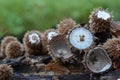 Common bird`s nest fungus in natural habitat