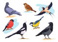 Common birds. Cartoon isolated city and forest bird pigeons sparrows bullfinch dove goldfinch, nature birding european