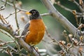 Common Birds of Colorado - Adult American Robin Royalty Free Stock Photo