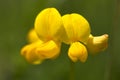 Common birds foot trefoil flower Royalty Free Stock Photo