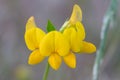 Common birds foot trefoil lotus corniculatus Royalty Free Stock Photo