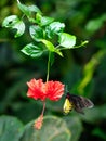 Common Birdwing butterfly on hibiscus flower in a garden