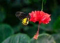 Common Birdwing butterfly on hibiscus flower