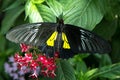 Common Birdwing Butterfly Troides Helena Royalty Free Stock Photo