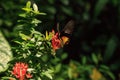 Common Birdwing butterfly Troides helena Royalty Free Stock Photo