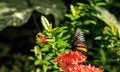 Common Birdwing butterfly Troides helena Royalty Free Stock Photo