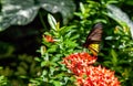 Common Birdwing butterfly Troides helena Royalty Free Stock Photo