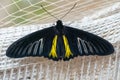 Common birdwing butterfly Troides helena a papilionidae family black and yellow butterfly Royalty Free Stock Photo