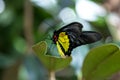 Common Birdwing Butterfly Troides Helena Royalty Free Stock Photo