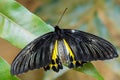 Common Birdwing - Troides helena