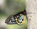 Common Birdwing (Troides helena) butterfly on a branch Royalty Free Stock Photo