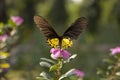 Common Birdwing, Troides sp, Papilionidae, Gumti, Tripura