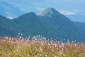 Common bistort (Persicaria bistorta) in the mountains Royalty Free Stock Photo