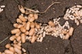 Common black ant (Lasius niger) pupae close up