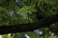 Common Black Bird, a species of Thrushes