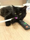 Common black cat with pen and