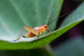 Common black cricket in green nature or in the garden