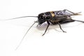 Common black cricket , isolated insect on white background