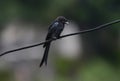 Common black drongo perched on a cable