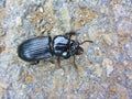 Common Black ground beetle - Pterostichus melanarius