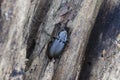 Common black ground beetle on wood