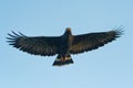 Common Black Hawk - Buteogallus anthracinus a big dark bird of prey in the family Accipitridae, formerly Cuban black-hawk