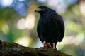 Common Black Hawk - Buteogallus anthracinus a big dark bird of prey in the family Accipitridae, formerly Cuban black-hawk