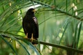 Common Black Hawk - Buteogallus anthracinus a big dark bird of prey in the family Accipitridae, formerly Cuban black-hawk