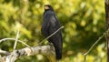 Common Black Hawk - Buteogallus anthracinus big dark bird of prey in the family Accipitridae, formerly Cuban black-hawk