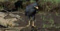 Common Black Hawk - Buteogallus anthracinus a bird of prey in the family Accipitridae