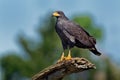 Common Black Hawk - Buteogallus anthracinus a bird of prey in the family Accipitridae