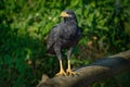 Common Black Hawk - Buteogallus anthracinus a bird of prey in the family Accipitridae, formerly included the Cuban black-hawk