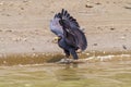 Common Black Hawk (Buteogallus anthracinus), taken in Costa Rica