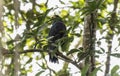 A common black hawk, scientifically known as Buteogallus anthracinus, perched on a tree branch in South Africa