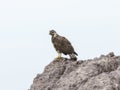 A common black hawk, scientifically known as Buteogallus anthracinus, sitting on top of a sizable rock in Mexico