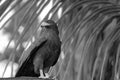 Common Black Hawk - Tortuguero,Costa Rica