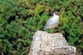 Common Black-headed Gull