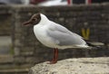 A common black headed gull with its distinctive markings and red legs. This species is very common in all parts of the British Isl