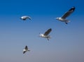 Common black-headed gull Royalty Free Stock Photo
