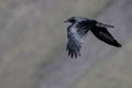 Common Black Raven Flying Over the Canyon Floor