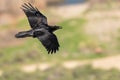 Common Black Raven Flying Over the Canyon Floor