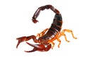 Common Black Scorpion