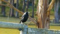 Common black and white australian magpie sitting on an old farm fence