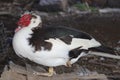 Common black and white duck with red head Royalty Free Stock Photo