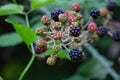 Common blackberry, rubs Alleghenies. of family rosaceae, rose Royalty Free Stock Photo